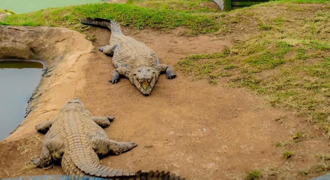 Phezulu Safari Park Villa Botha's Hill Bagian luar foto