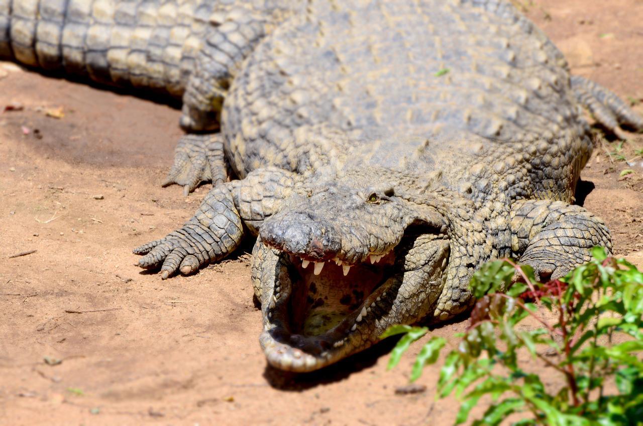 Phezulu Safari Park Villa Botha's Hill Bagian luar foto