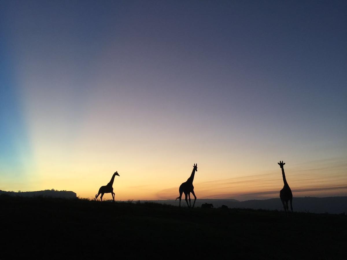 Phezulu Safari Park Villa Botha's Hill Bagian luar foto
